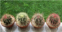 ec2426f7-ferocactus stainesii var pringlei ferocactus glaucescens  ferocactus peninsulae ferocactus stainesii var pilosus.JPG